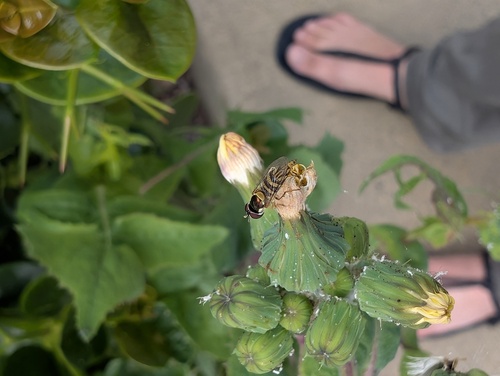 Unknown species found near La Jolla, San Diego, CA, USA