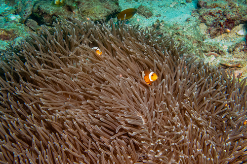 Amphiprion ocellaris