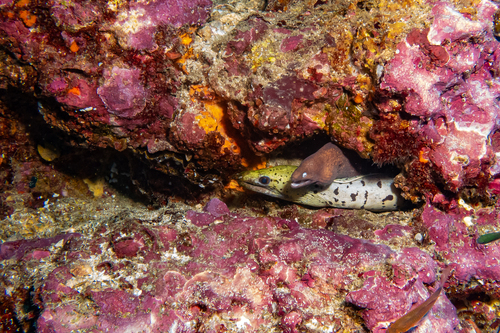 Gymnothorax fimbriatus