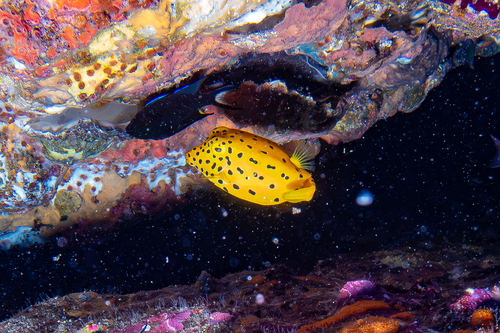 Ostracion cubicum