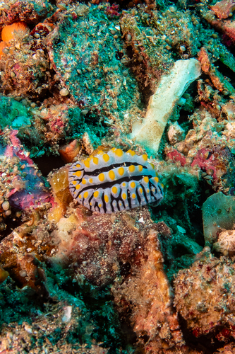 Phyllidia varicosa