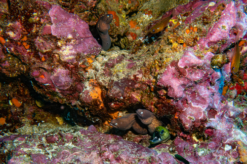 Gymnothorax thyrsoideus