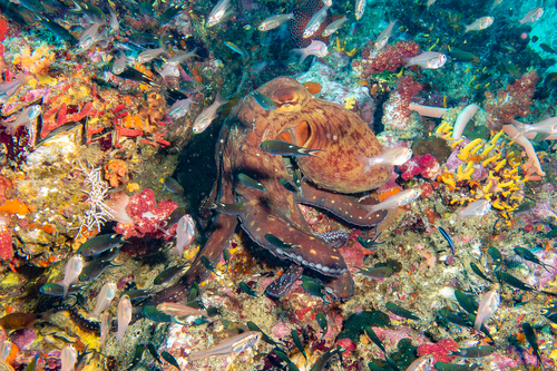 Octopus cyanea