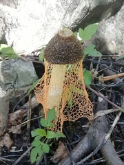 Phallus haitangensis