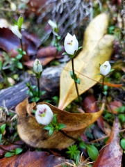 Gentianella grisebachii
