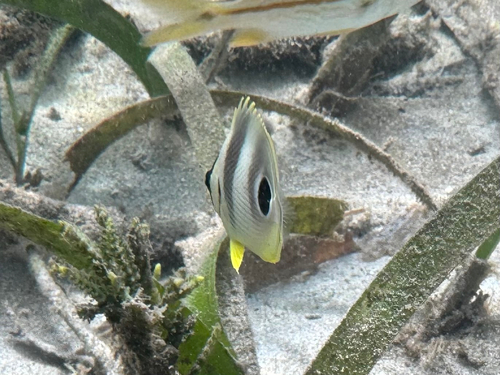 Chaetodon capistratus