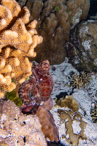 Octopus cyanea