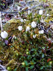 Gentianella grisebachii