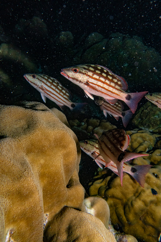 Lutjanus decussatus