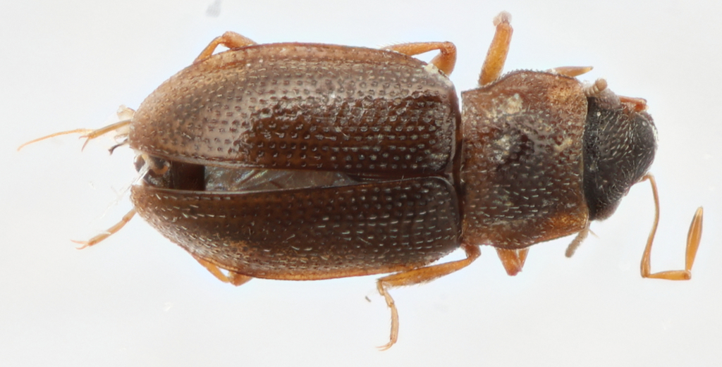 Hydraena dinosaurophila