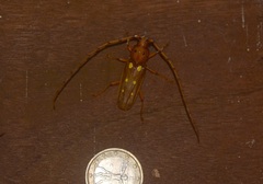 Coccoderus longespinicornis