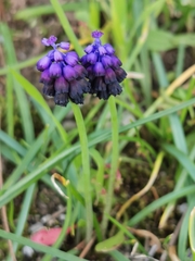 Muscari commutatum