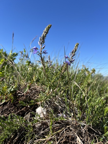 Austrian Speedwell (Veronica austriaca)
