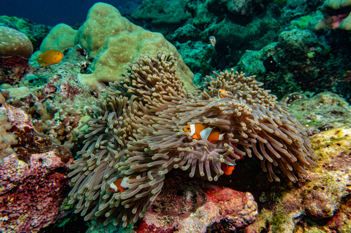 Amphiprion ocellaris