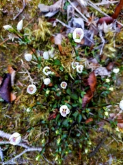 Gentianella grisebachii