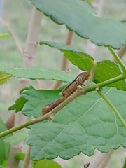 Oncometopia hamiltoni