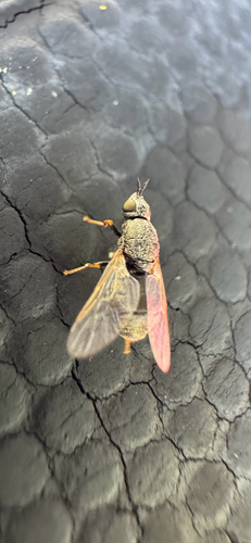 Unknown species found near Cape Coral Dr, Austin, TX, US