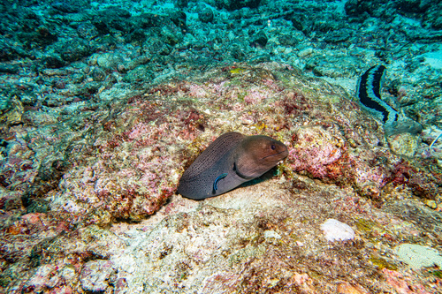Gymnothorax javanicus