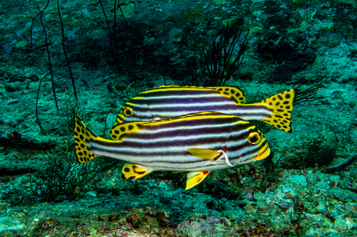 Plectorhinchus vittatus