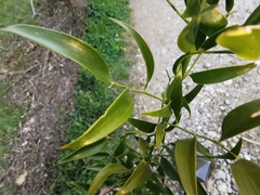 Danae racemosa