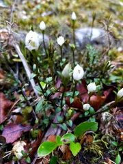 Gentianella grisebachii