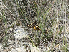 Eurranthis plummistaria