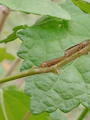 Oncometopia hamiltoni