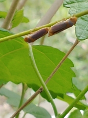 Oncometopia hamiltoni