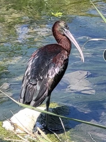 Avistamiento Morito común (Marismas Odiel)
