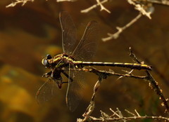 Phanogomphus lividus