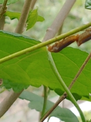 Oncometopia hamiltoni