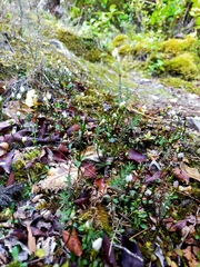 Gentianella grisebachii