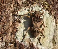 Lagocheirus araneiformis