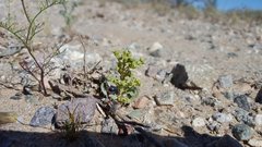Chorizanthe corrugata
