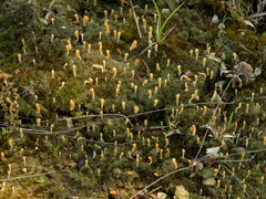 Multiclavula vernalis