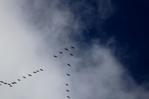 Sandhill Crane photographed in North Dakota