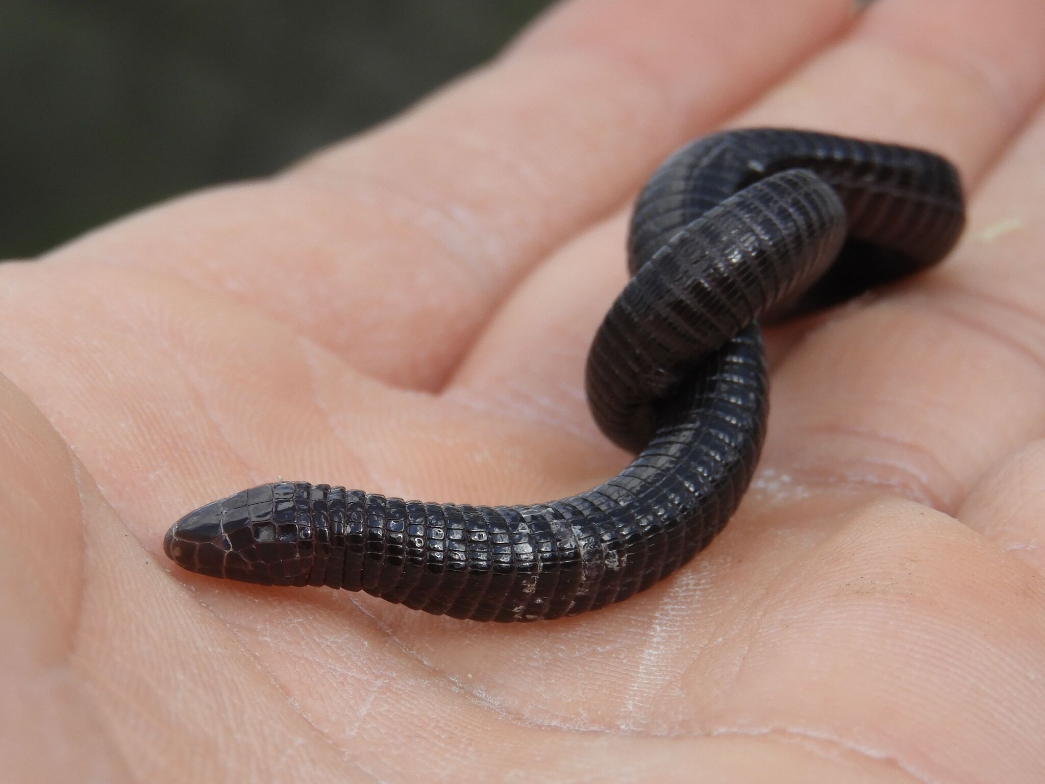Levant Worm Lizard photo 3