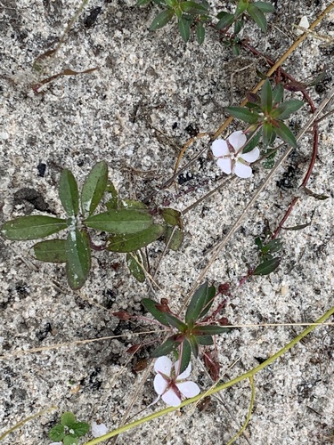creole tea (Sauvagesia erecta)