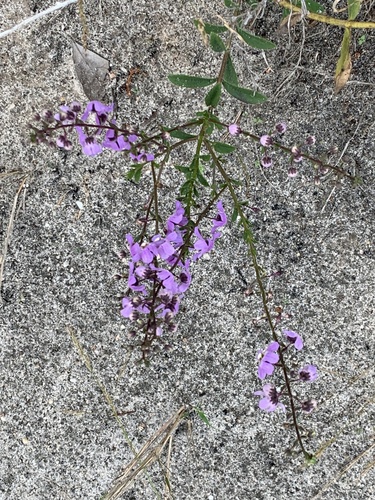 Narrowleaf Angelon (Angelonia angustifolia)