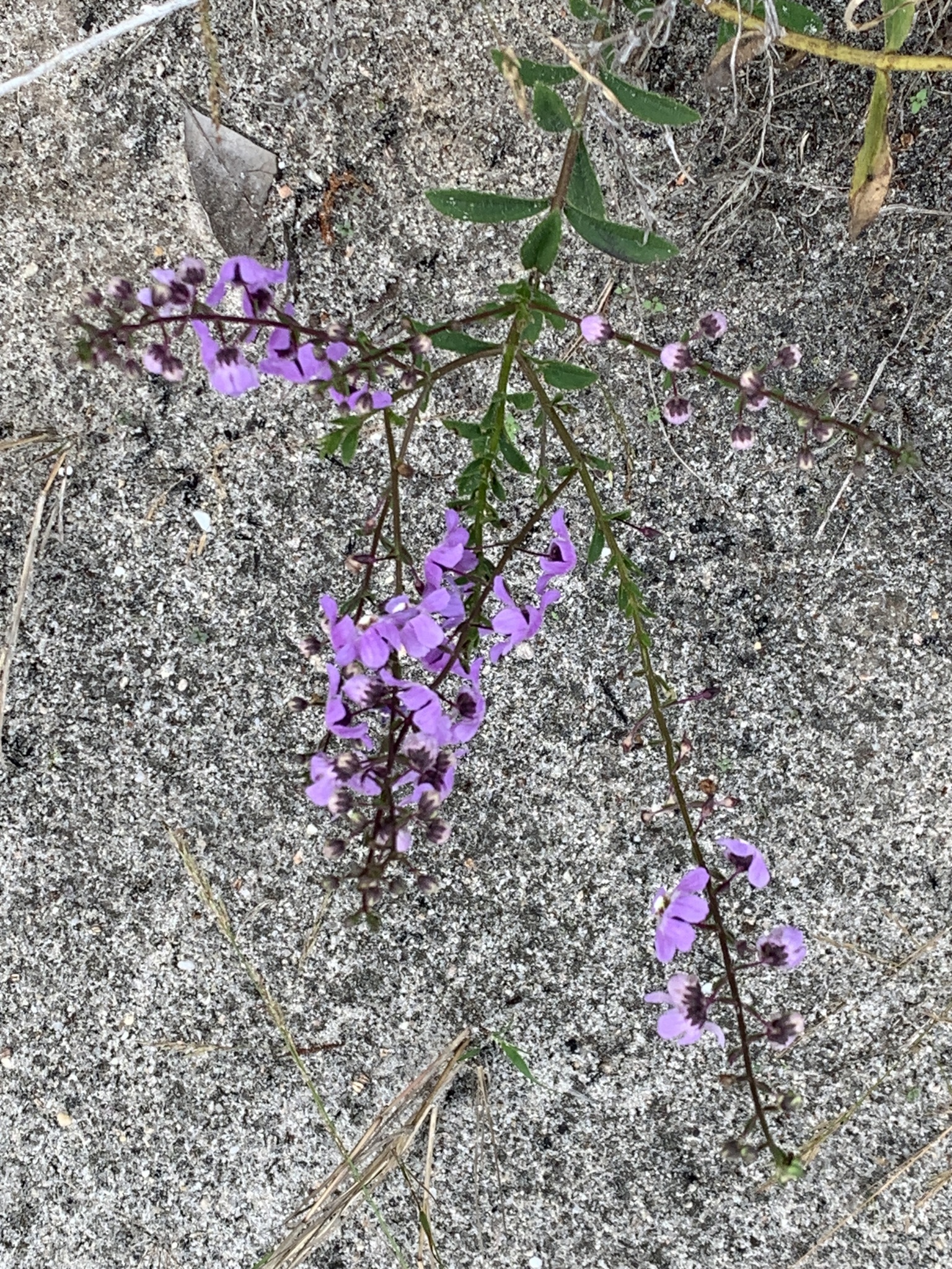 Narrowleaf Angelon (Angelonia angustifolia)