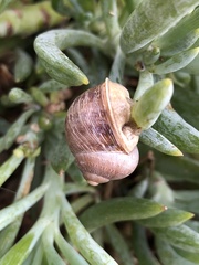 Cornu aspersum