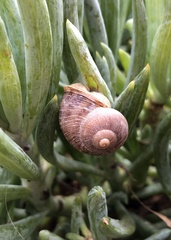 Cornu aspersum