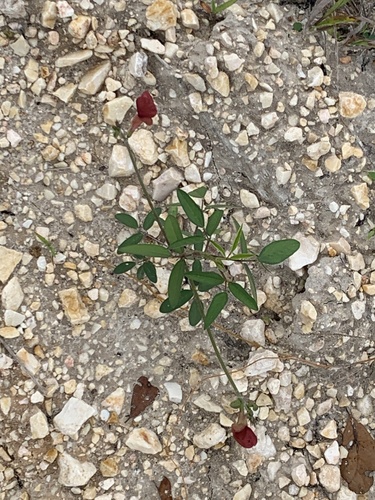 Wild Bushbean (Macroptilium lathyroides)