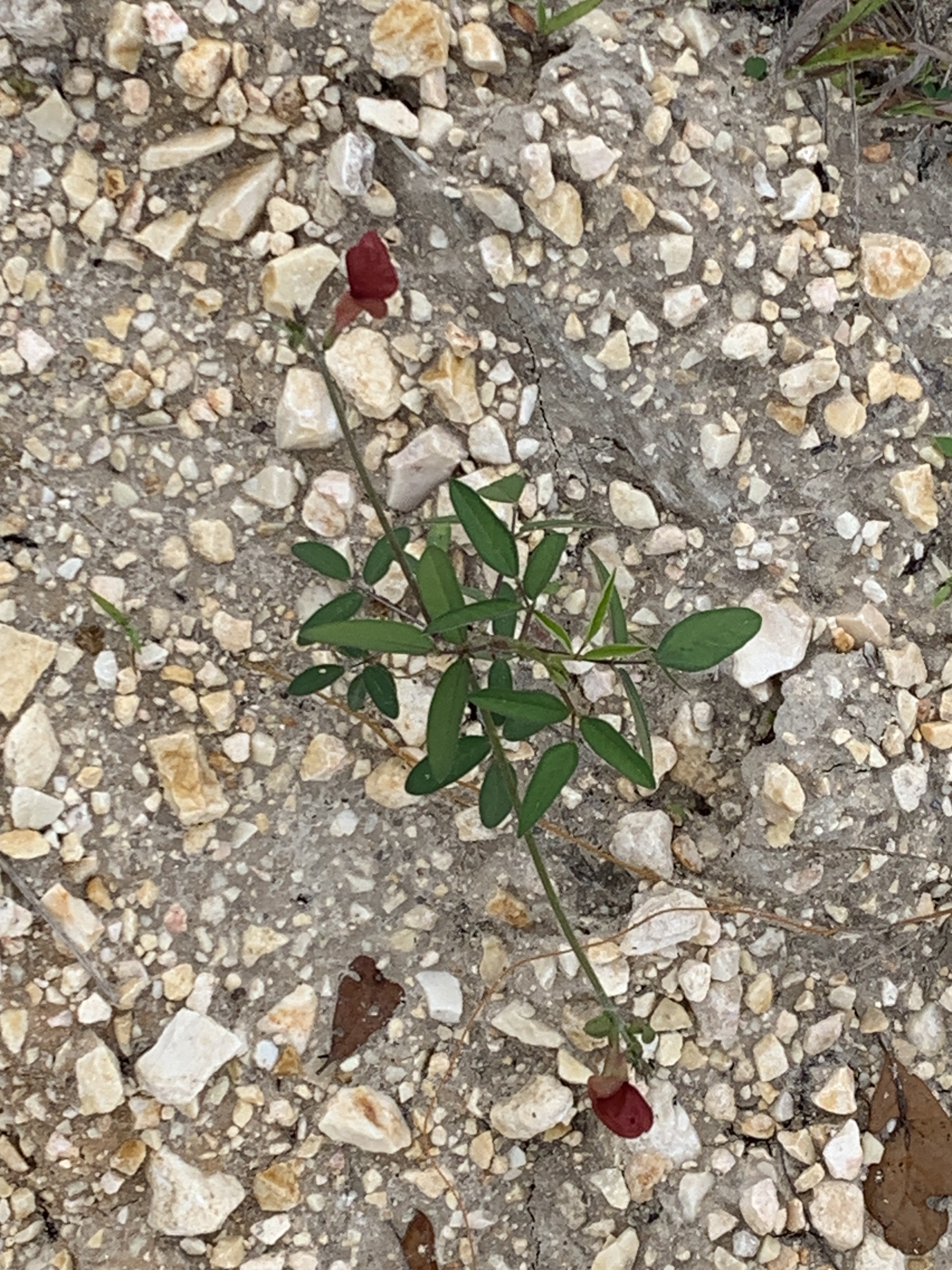 Wild Bushbean (Macroptilium lathyroides)