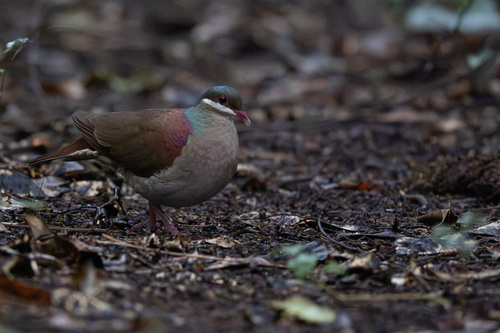 Key West Quail-Dove
