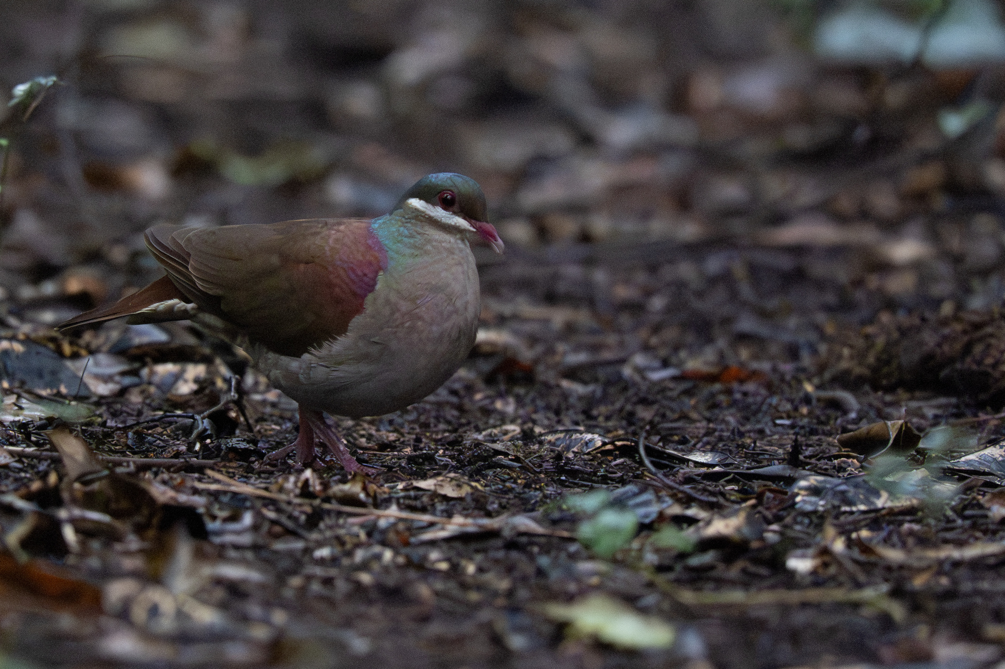 Key West Quail-Dove (Geotrygon chrysia), photo 1