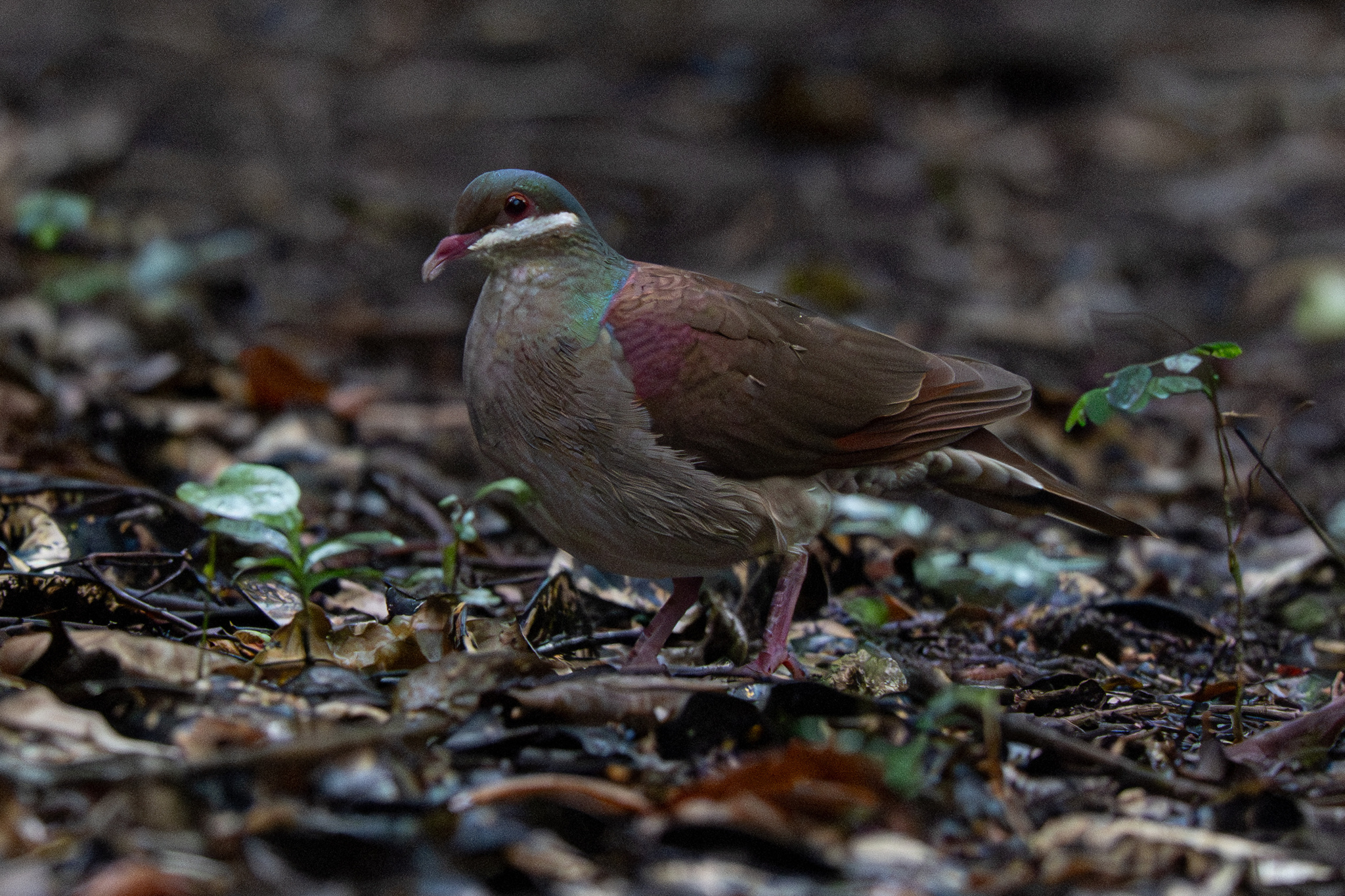 Key West Quail-Dove (Geotrygon chrysia), photo 2