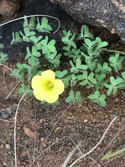 Oxalis copiosa