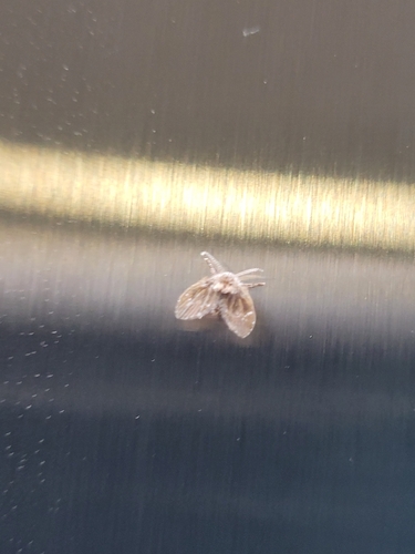 Unknown species found near Convention Center, San Jose, CA 95113, USA