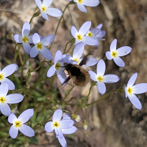 Unknown species found near Berea, KY 40403, USA